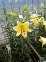 [1749 Lesotho No02.JPG]